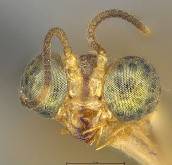 Media type: image;   Entomology 10761 Aspect: head frontal view